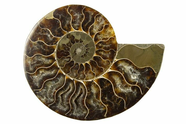 Cut & Polished Ammonite Fossil (Half) - Madagascar #310694